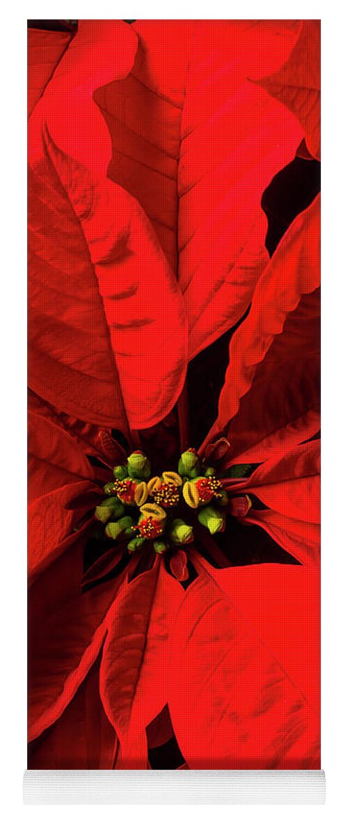 Red Poinsettia Yoga Mat featuring the photograph Moody poinsettia by Garry Gay