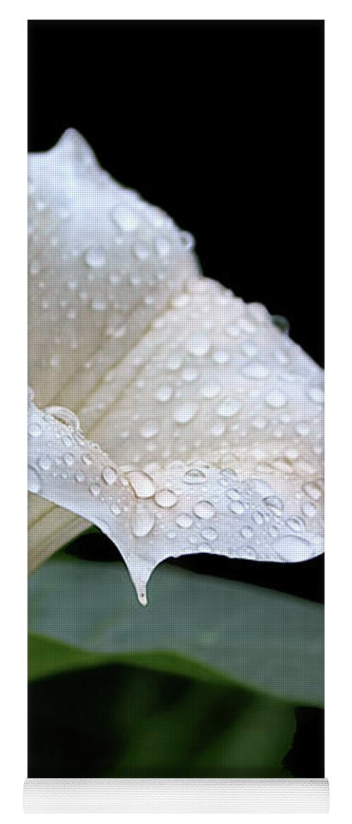 Flowers Yoga Mat featuring the photograph Moonflower - Rain Drops by Nikolyn McDonald