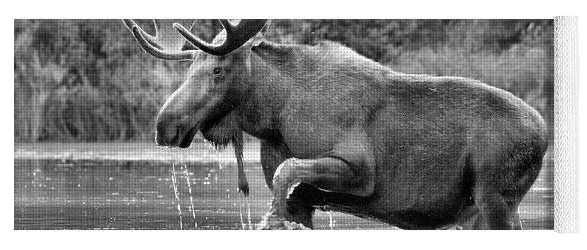 Moose Water Shuffle Black And White Yoga Mat by Adam Jewell - Fine
