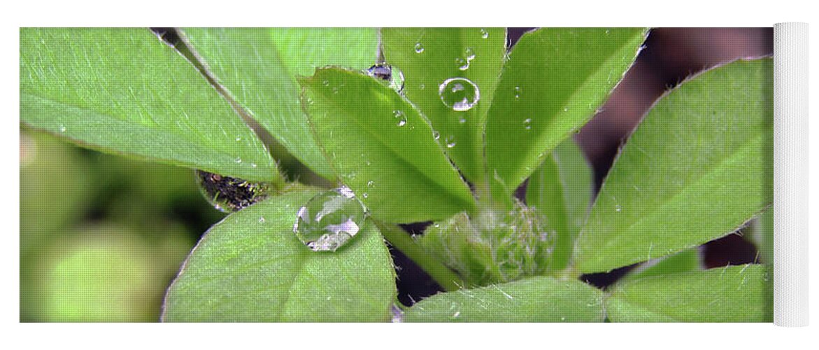 Rain Yoga Mat featuring the photograph Dewdrops On Leaves by Kim Tran