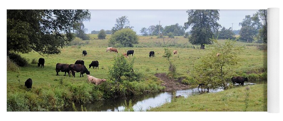 Cattle Yoga Mat featuring the photograph Morning On Coldwater by Bonfire Photography