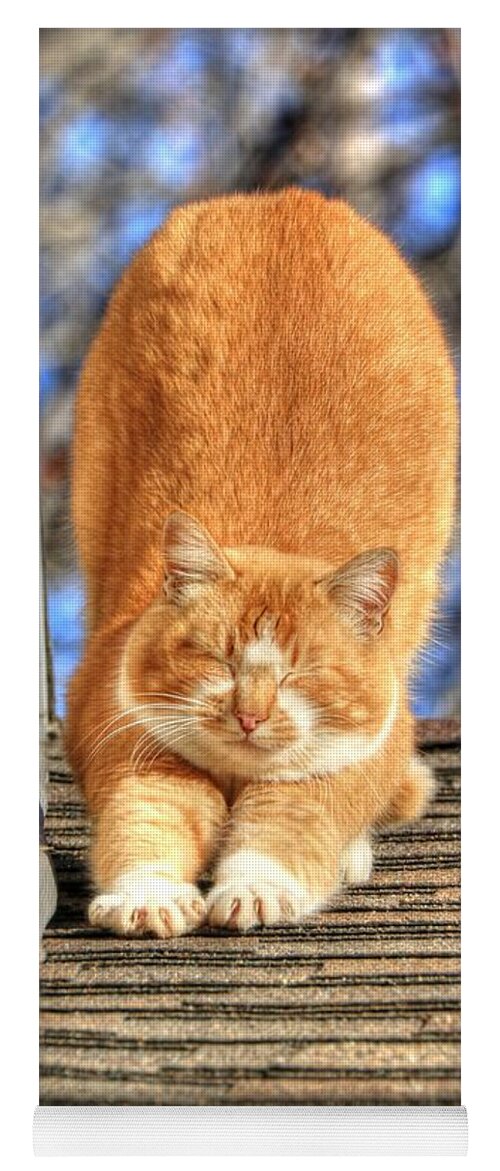 Tabby Yoga Mat featuring the photograph Morning Stretch by J Laughlin