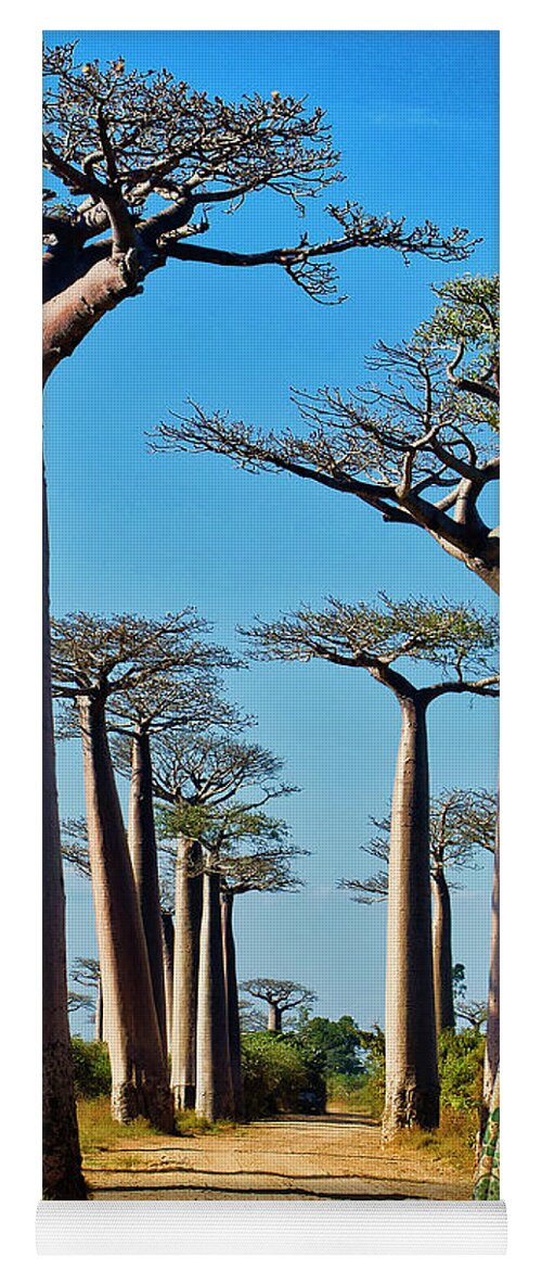 Baobab Trees Yoga Mat featuring the photograph Morning Walk Madagascar by Dominic Piperata