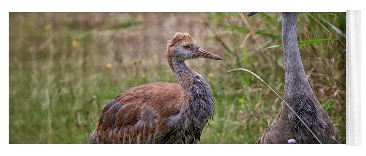 Sandhill Crane Yoga Mat featuring the photograph Mother And Child by Randy Hall