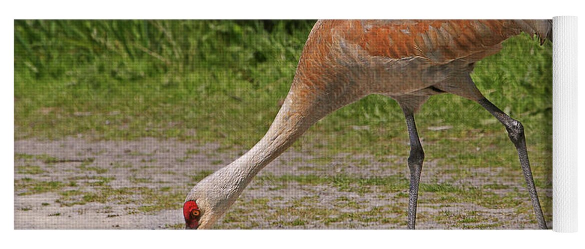 Sandhill Crane Yoga Mat featuring the photograph Mother Sandhill Crane Feeding Baby by Peggy Collins