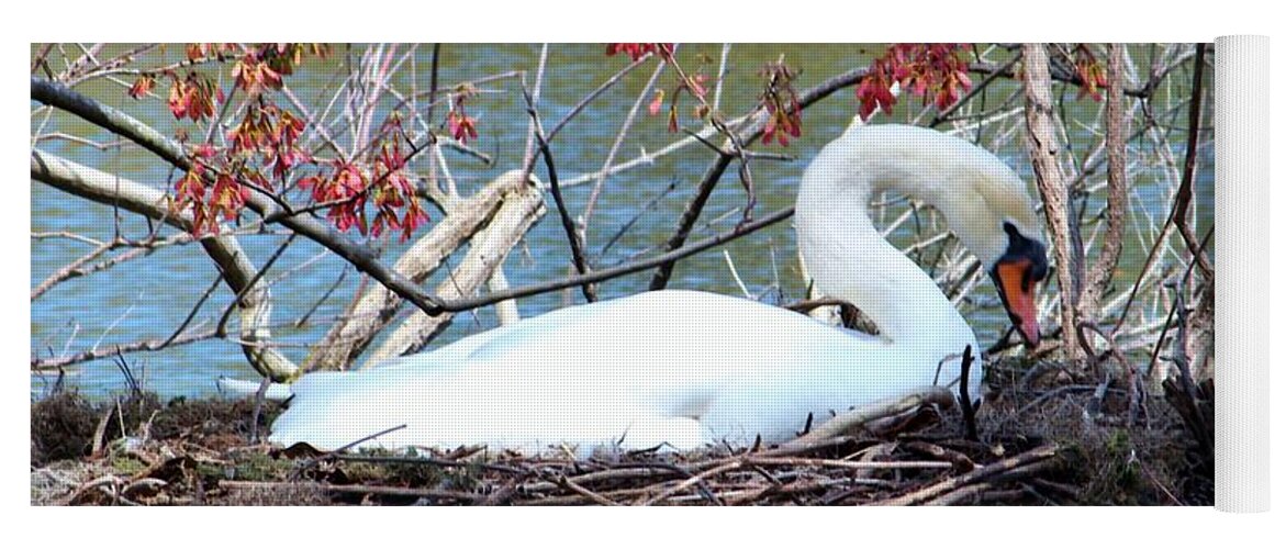 Swan Yoga Mat featuring the photograph Mother Swan by Cynthia Guinn