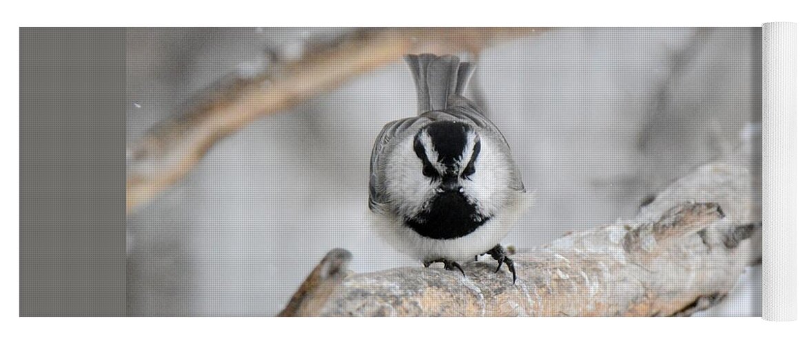  Yoga Mat featuring the photograph Mountain Chickadee by Kyle Kittelberger