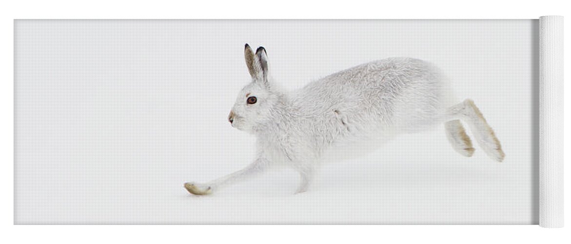 Mountain Yoga Mat featuring the photograph Mountain Hare Running by Pete Walkden