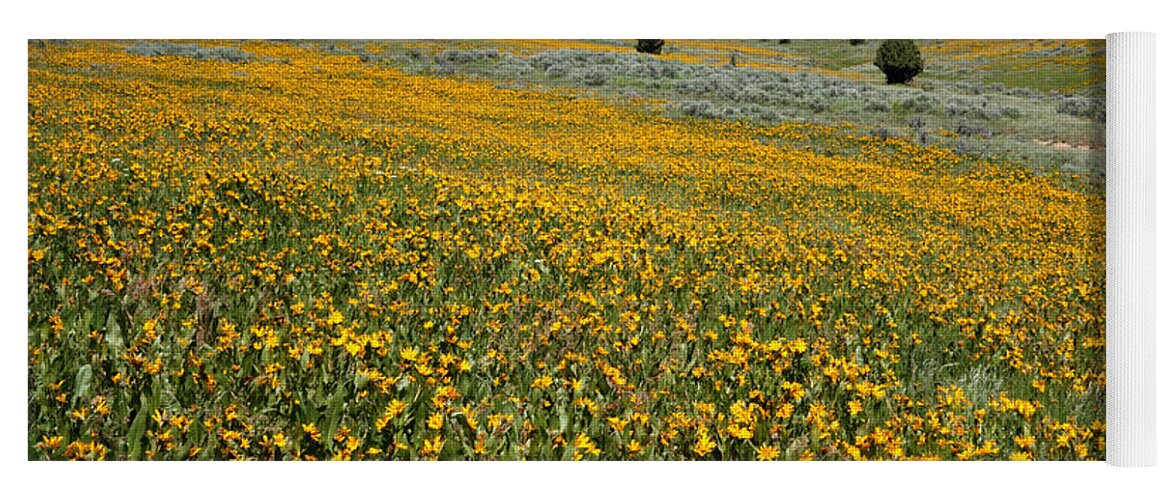 No People Yoga Mat featuring the photograph Mountain Meadows of Yellow Wildflowers by Brett Pelletier