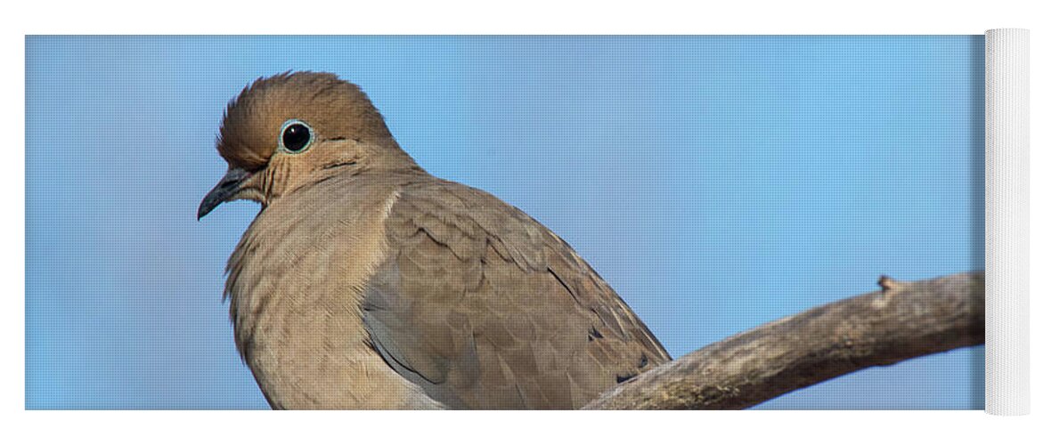  Yoga Mat featuring the photograph Mourning Dove by Gary E Snyder