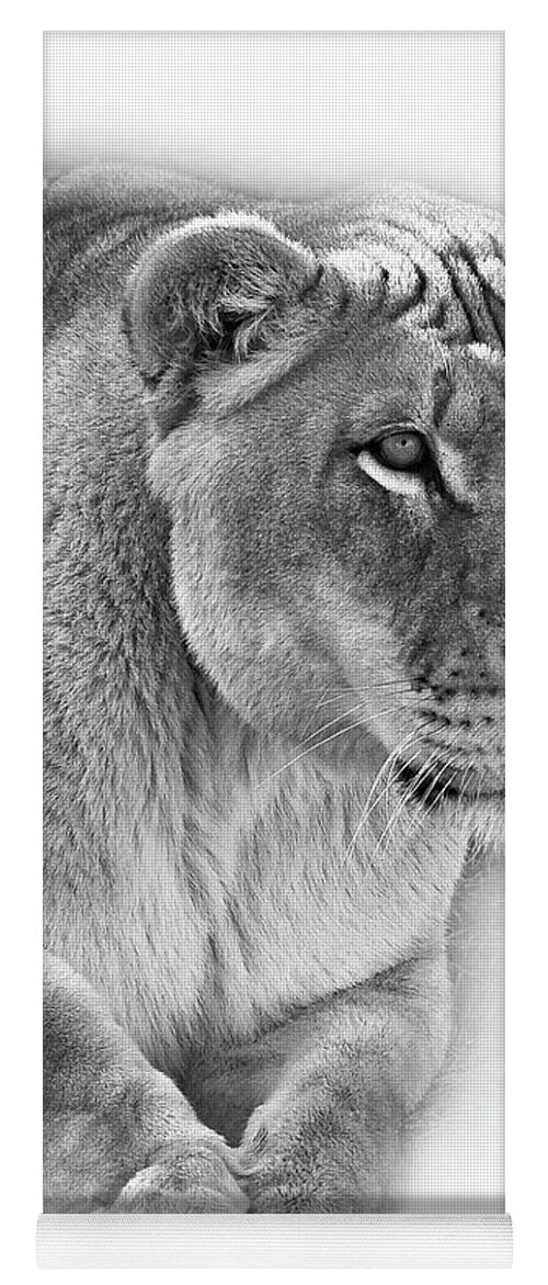 Lion Yoga Mat featuring the photograph Moving In - Vignette bw by Steve Harrington