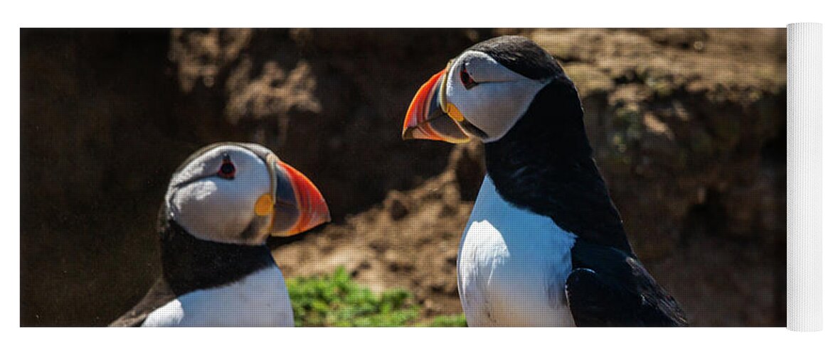 Skomer Island Yoga Mat featuring the photograph Mr and Mrs Puffin by Framing Places