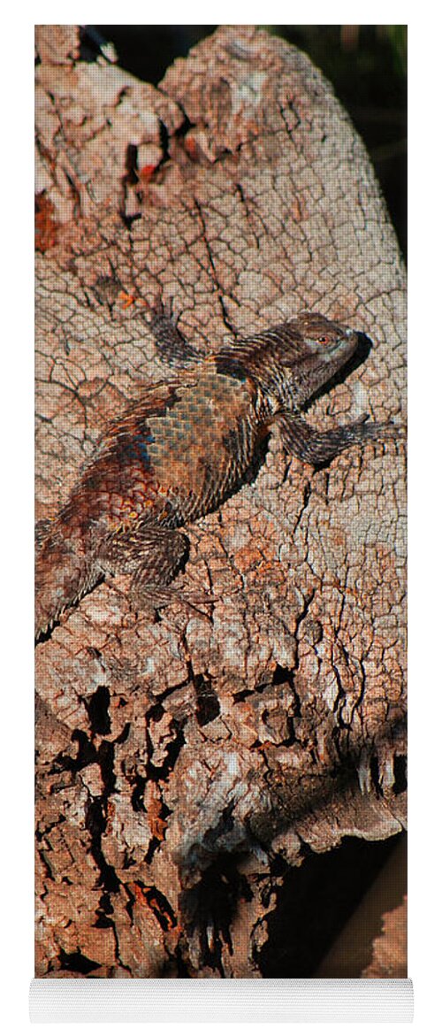 Reptilian Yoga Mat featuring the photograph Mr. Lizard - Tucson Arizona by Donna Greene
