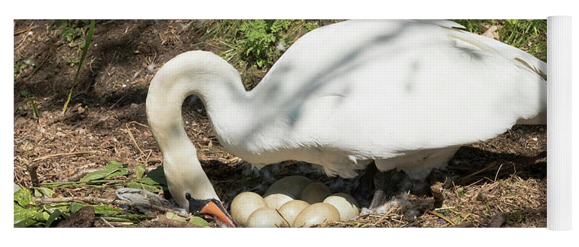 Mylor Swan Yoga Mat featuring the photograph Mrs Mylor Swan and her Eggs by Terri Waters