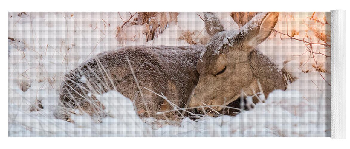 Deer Yoga Mat featuring the photograph Mule Deer Doe Curls Up in the Snow by Tony Hake