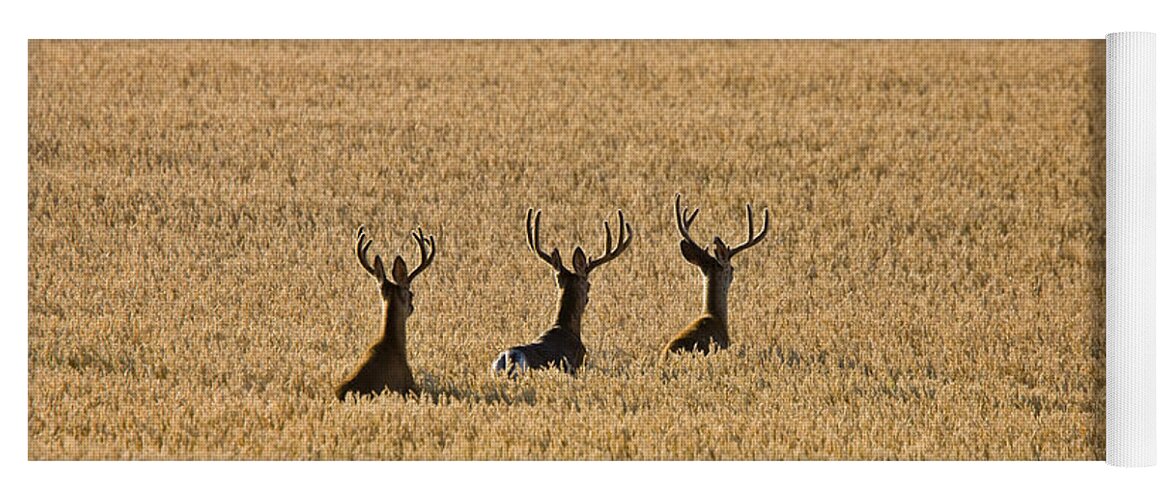 Deer Yoga Mat featuring the photograph Mule Deer in Wheat Field by Mark Duffy