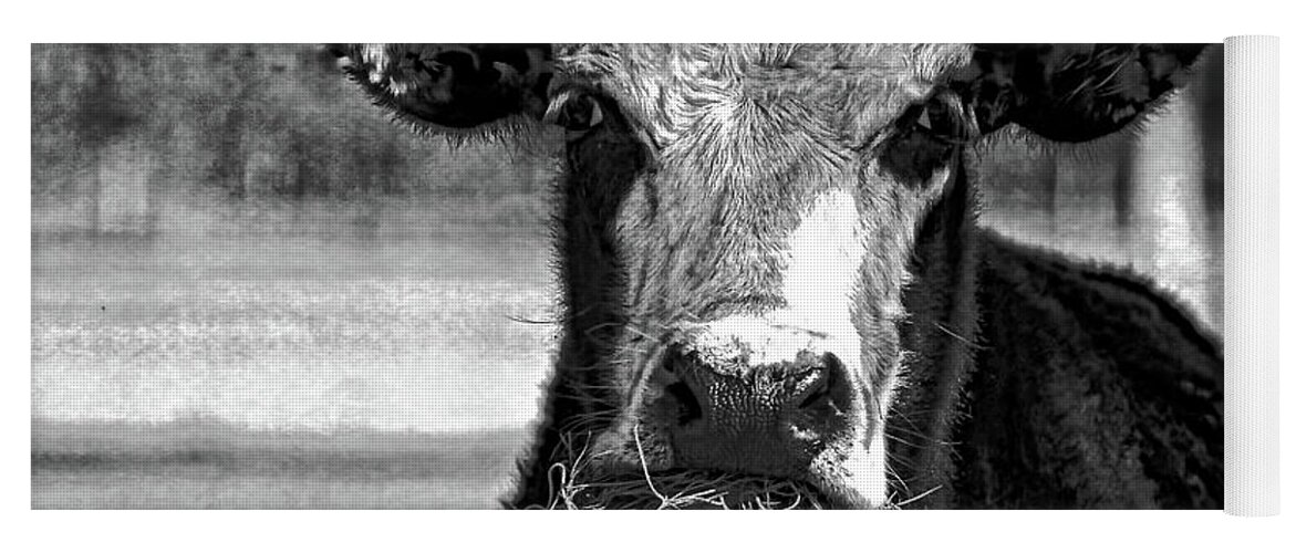 Holstein Cow Yoga Mat featuring the photograph Munch Munch by HH Photography of Florida