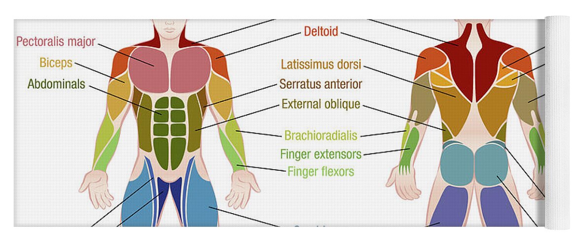 Diagram Of Body Muscles And Names - Learn how anatomical words are used