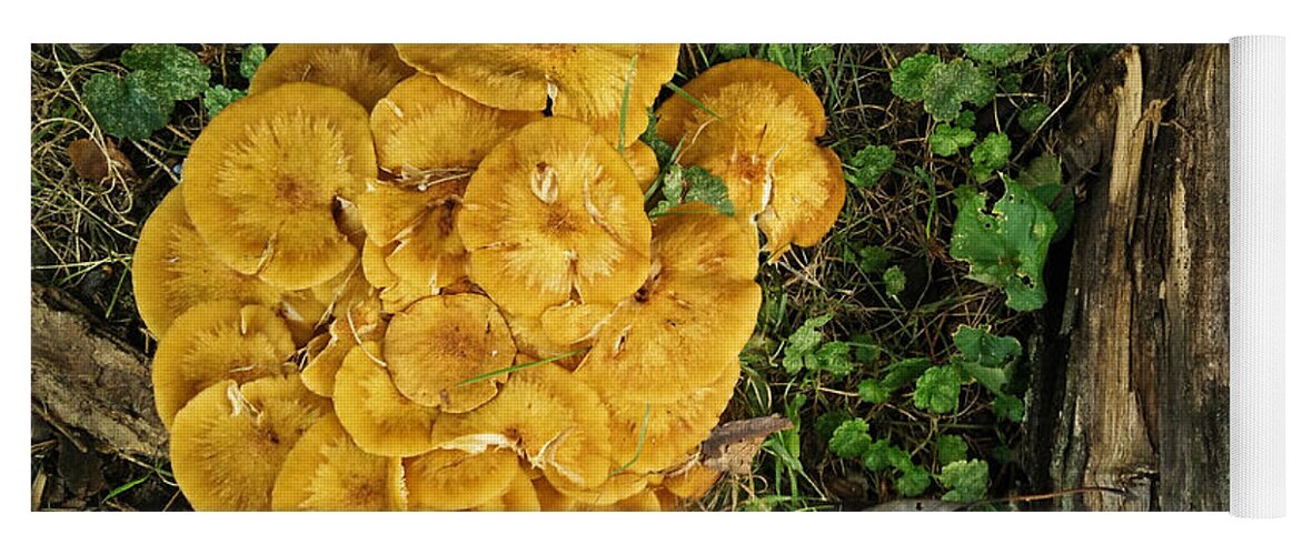 Mushrooms Yoga Mat featuring the photograph Mushrooms Below by Robert Knight