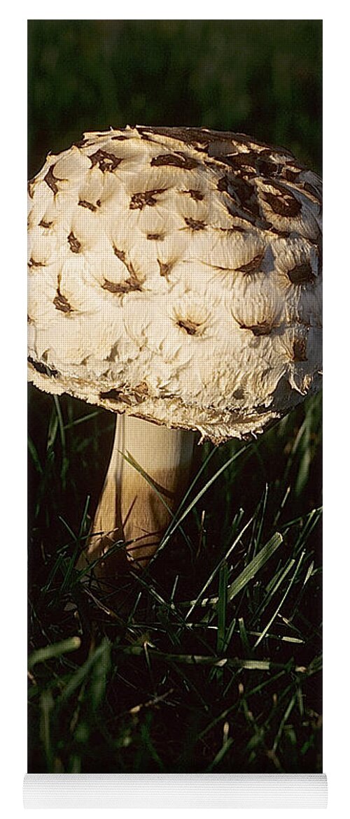 Mushrooms Yoga Mat featuring the photograph Mushrooms VI by Sharon Elliott