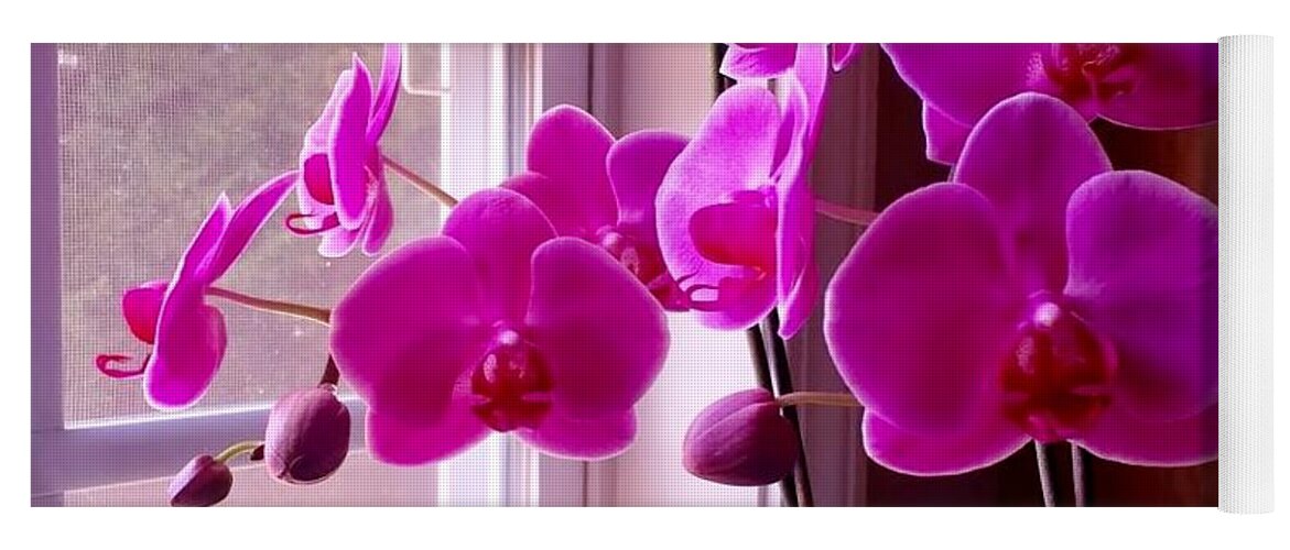 Orchids Yoga Mat featuring the photograph My Orchids by Eileen Brymer