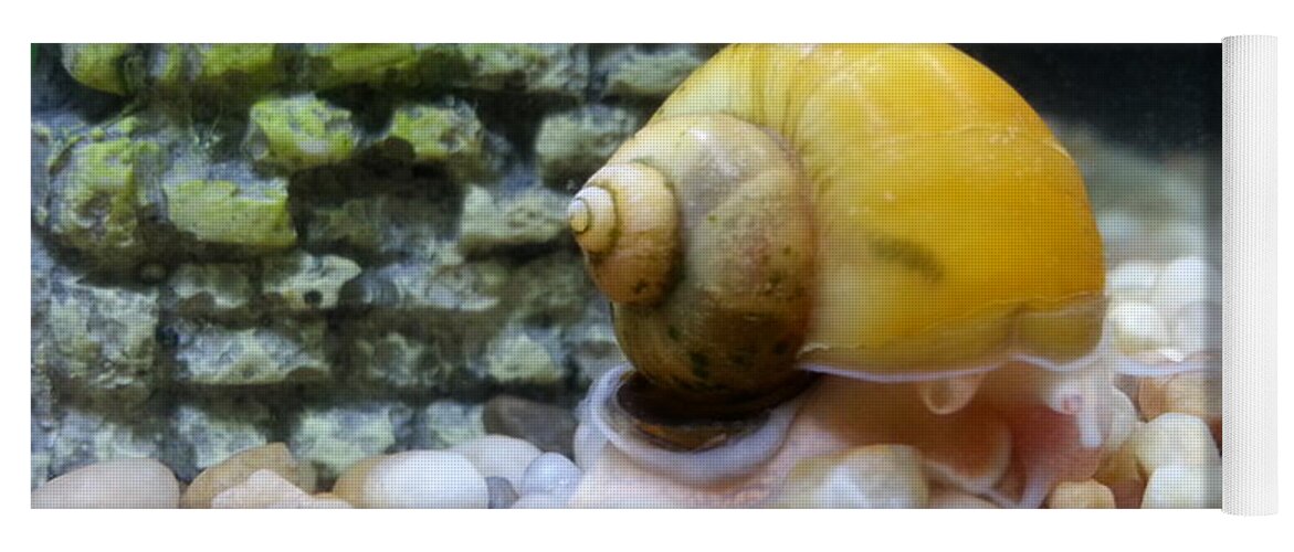 Mystery Snail Yoga Mat featuring the photograph Mystery Snail by Robert Knight
