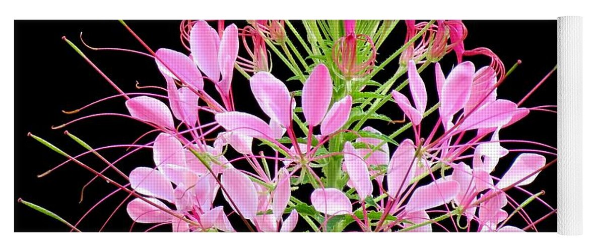  Yoga Mat featuring the photograph Neon Cleome by MTBobbins Photography