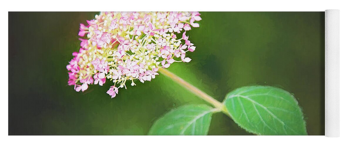 Nature Yoga Mat featuring the photograph New Hydrangea Bloom by Sharon McConnell