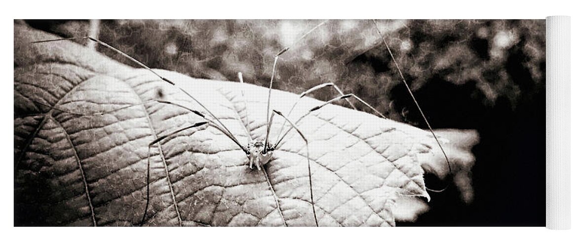 Film Noir Spider Art Print Yoga Mat featuring the photograph Night of the Harvestman by Susan Maxwell Schmidt