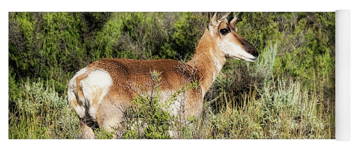 North Park Pronghorn Yoga Mat featuring the photograph North Park Pronghorn by Priscilla Burgers