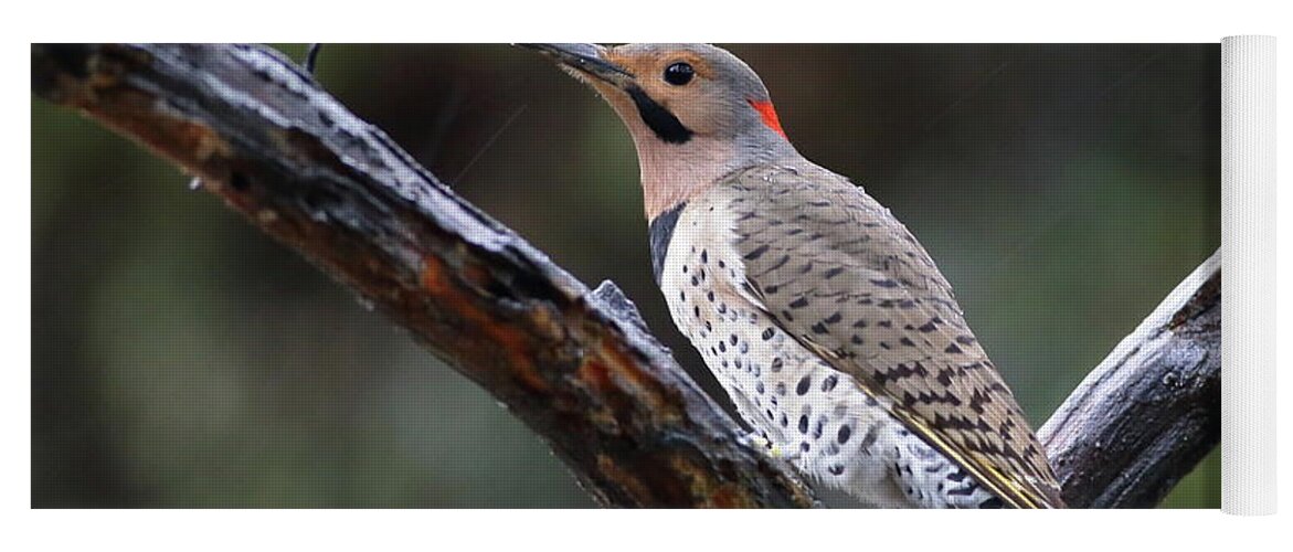 Bird Yoga Mat featuring the photograph Northern Flicker In Rain by Daniel Reed