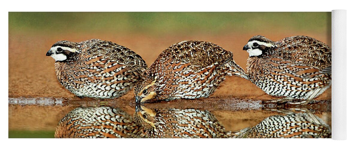 Dave Welling Yoga Mat featuring the photograph Northern Bobwhites Birds Colinus Virginianus Wild Hida by Dave Welling