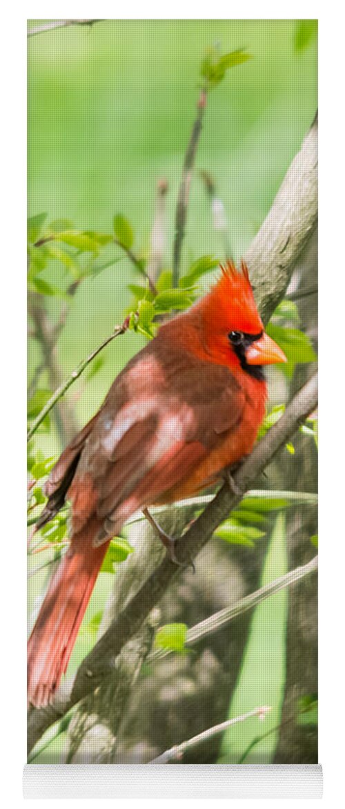 Northern Cardinal Yoga Mat featuring the photograph Northern Cardinal   by Holden The Moment