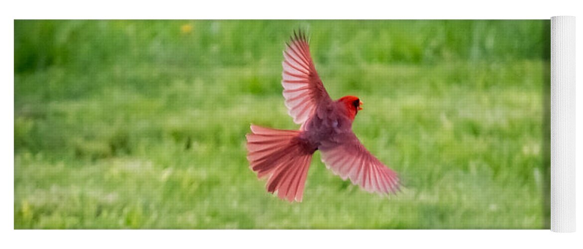 Northern Cardinal Yoga Mat featuring the photograph Northern Cardinal in Flight by Holden The Moment