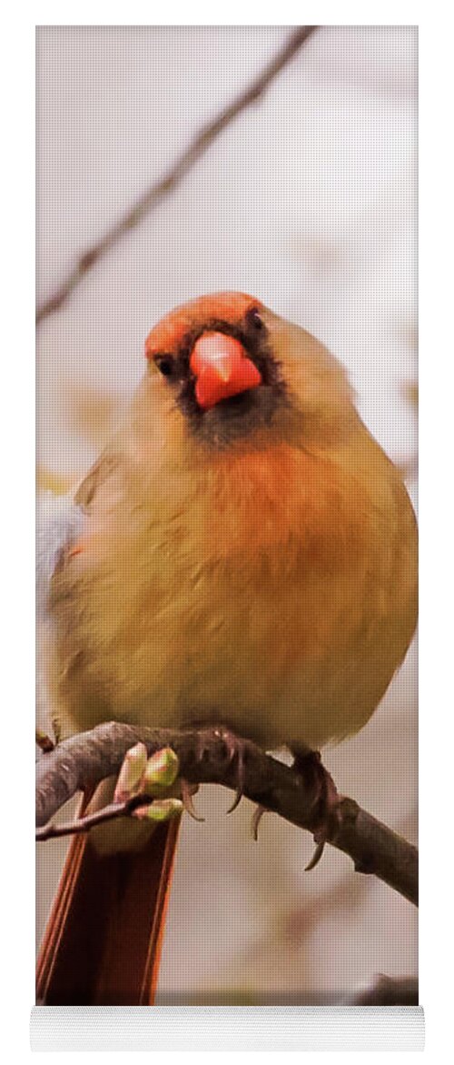 Terry D Photography Yoga Mat featuring the photograph Northern Female Cardinal Pose by Terry DeLuco