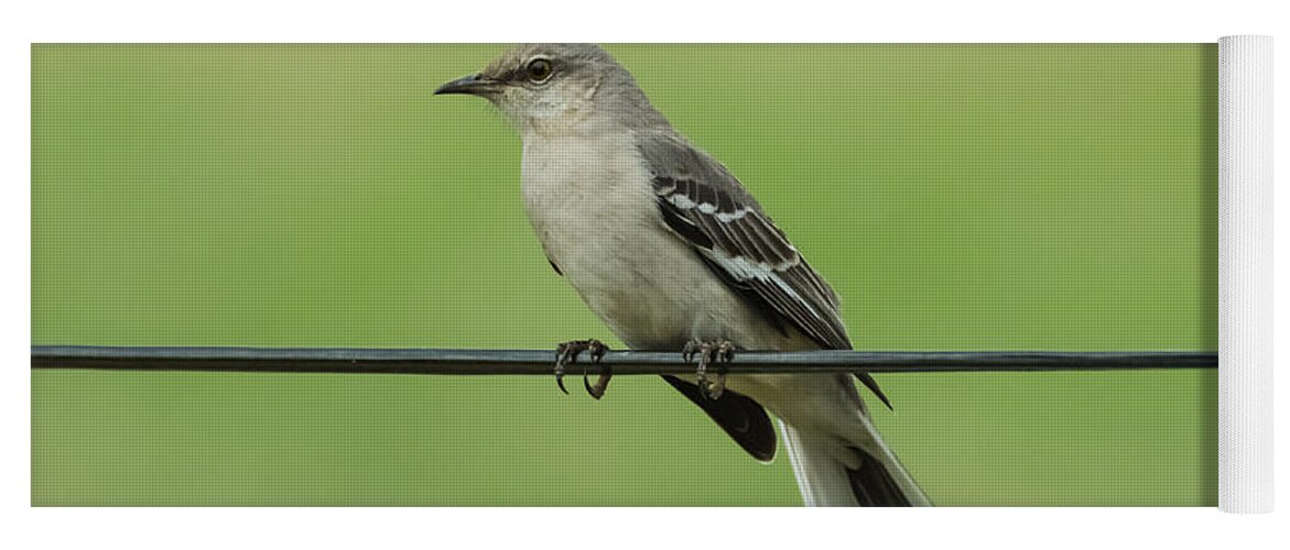Bird Yoga Mat featuring the photograph Northern Mockingbird by Holden The Moment