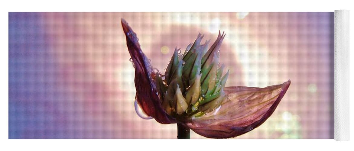 Allium Schoenoprasum Yoga Mat featuring the photograph Nova Chive by Barbara St Jean