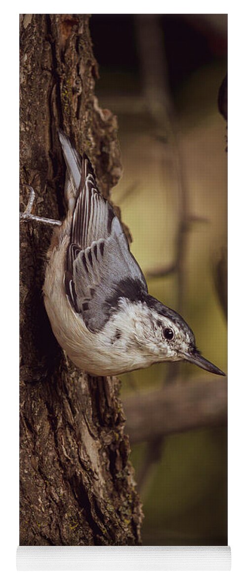 White Breasted Nuthatch Yoga Mat featuring the photograph Nuthatch Morning by Bob Orsillo