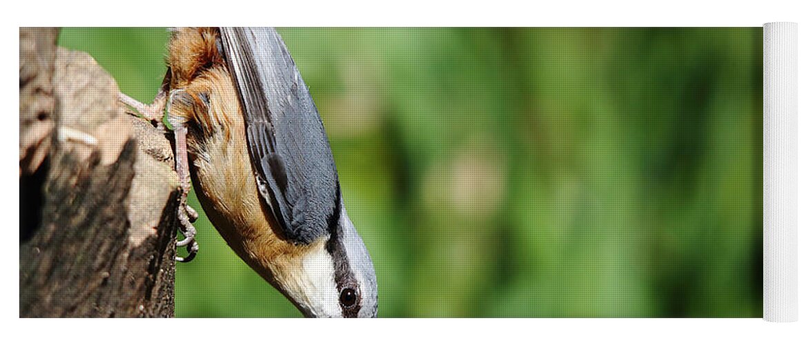 Nuthatch Yoga Mat featuring the photograph Nuthatch with seed by Maria Gaellman