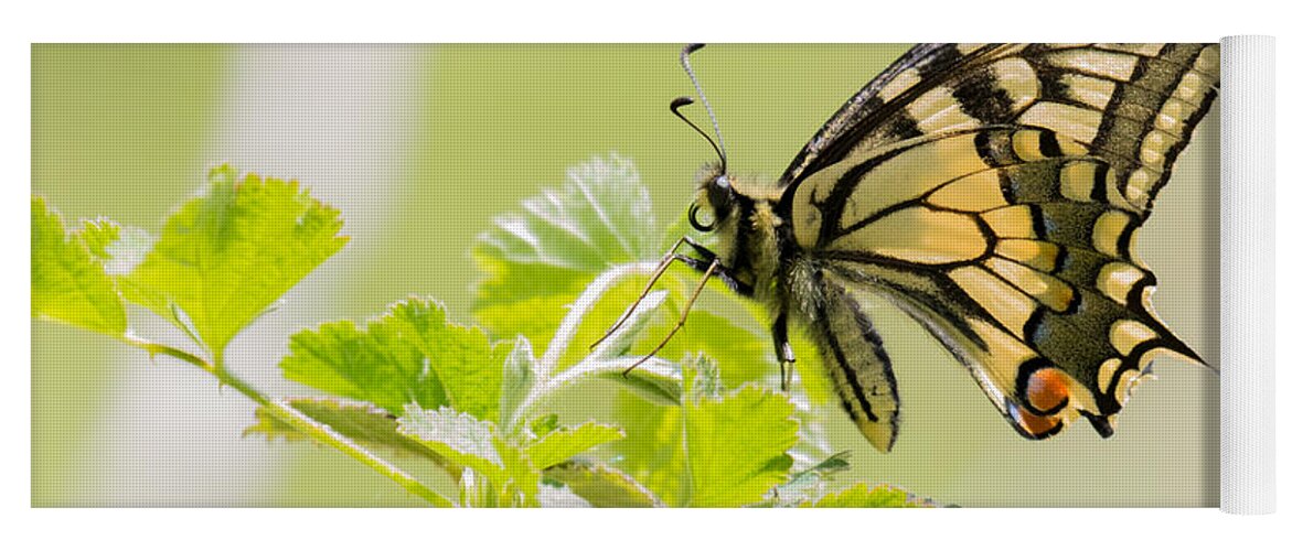 Central Macedonia Yoga Mat featuring the photograph Old World swallowtail by Jivko Nakev