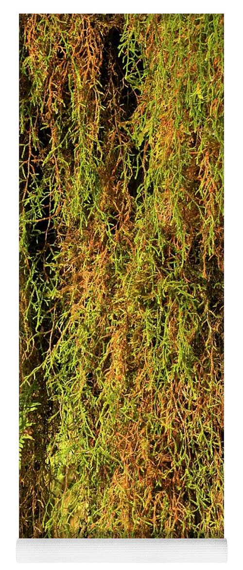 Hoh Rainforest Yoga Mat featuring the photograph Olympic Peninsula Hanging Moss by Adam Jewell
