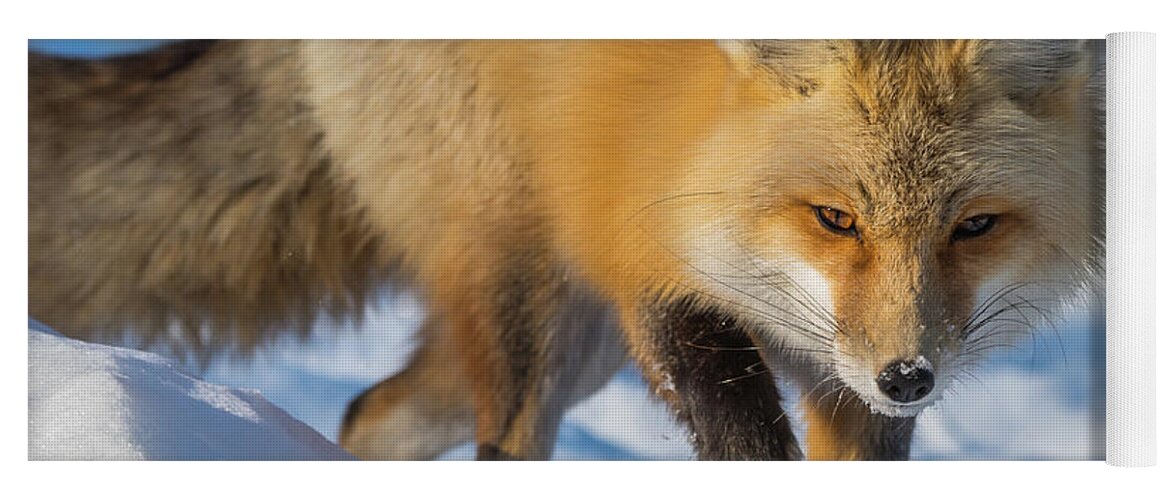 Red Fox Yoga Mat featuring the photograph On Point by Yeates Photography