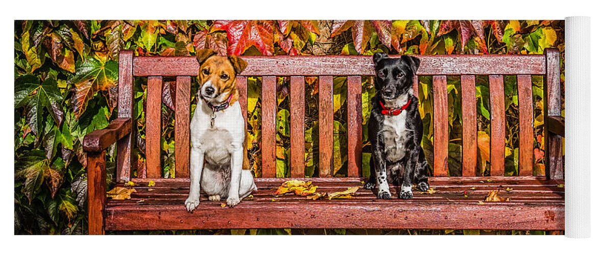 Dog Yoga Mat featuring the photograph On the Bench by Nick Bywater