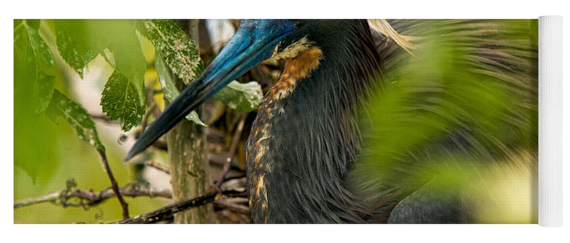 Tri-color Heron Yoga Mat featuring the photograph On The Nest by Christopher Holmes
