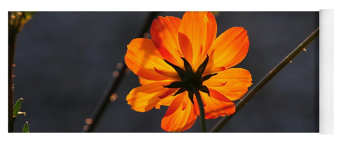 Orange Yoga Mat featuring the photograph Orange Cosmo by Susie Rieple