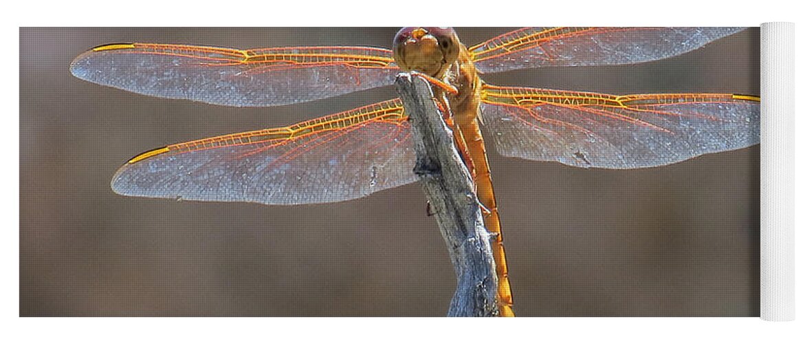 Nature Yoga Mat featuring the photograph Dragonfly 3 by Christy Garavetto