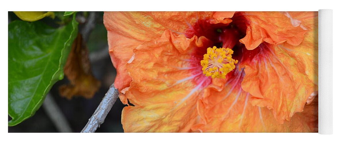 Flower Yoga Mat featuring the photograph Orange Hibiscus with Ruffled Petals by Amy Fose