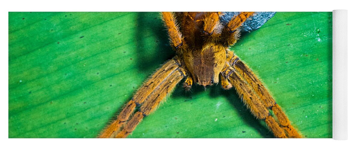 Photography Yoga Mat featuring the photograph Orange Spider On Leaf, Sarapiqui, Costa by Panoramic Images