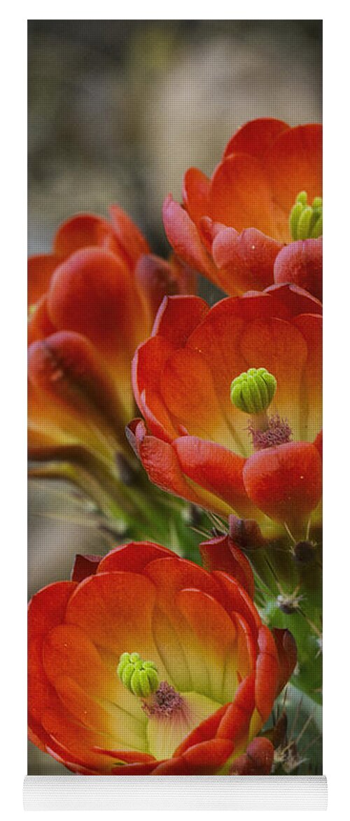 Claret Cup Cactus Yoga Mat featuring the photograph Orange Ya Beautiful by Saija Lehtonen