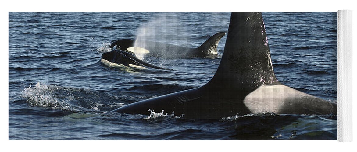 00079588 Yoga Mat featuring the photograph Orca Pod Surfacing Johnstone Strait by Flip Nicklin